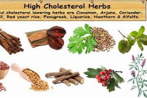 Natural Herbal Treatment for Cholesterol: Is it Effective? The Ultimate Herbal Remedies Guide: Natural Healing for a Healthier Life Natural Herbal Treatment for Cholesterol: Is it Effective? | The Ultimate Herbal Remedies Guide: Natural Healing for a Healthier Life