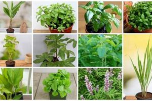Buy Herbal Plants for Sale: Grow Your Own Herbs! | The Ultimate Herbal Remedies Guide: Natural Healing for a Healthier Life