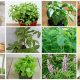 Buy Herbal Plants for Sale: Grow Your Own Herbs! | The Ultimate Herbal Remedies Guide: Natural Healing for a Healthier Life
