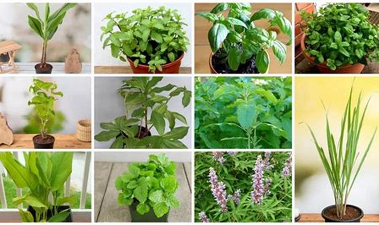 Buy Herbal Plants for Sale: Grow Your Own Herbs! The Ultimate Herbal Remedies Guide: Natural Healing for a Healthier Life Buy Herbal Plants for Sale: Grow Your Own Herbs! | The Ultimate Herbal Remedies Guide: Natural Healing for a Healthier Life
