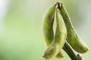 Natural OAB Herbal Treatment: Relief & Remedies | The Ultimate Herbal Remedies Guide: Natural Healing for a Healthier Life