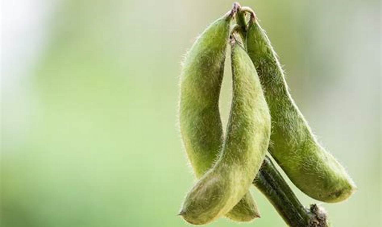 Natural OAB Herbal Treatment: Relief & Remedies | The Ultimate Herbal Remedies Guide: Natural Healing for a Healthier Life