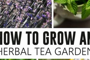 Grow Your Herbal Tea Garden Oasis: Tips & Plants The Ultimate Herbal Remedies Guide: Natural Healing for a Healthier Life Grow Your Herbal Tea Garden Oasis: Tips & Plants | The Ultimate Herbal Remedies Guide: Natural Healing for a Healthier Life