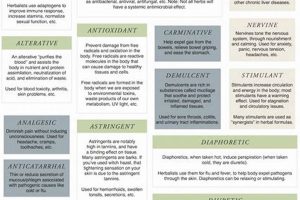 Understanding Herbal Actions: Benefits & Uses The Ultimate Herbal Remedies Guide: Natural Healing for a Healthier Life Understanding Herbal Actions: Benefits & Uses | The Ultimate Herbal Remedies Guide: Natural Healing for a Healthier Life