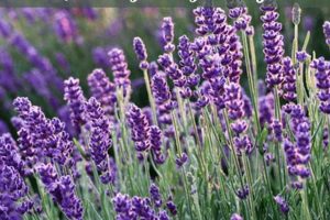 Natural Herbal Remedies for Pregnancy Anxiety Relief The Ultimate Herbal Remedies Guide: Natural Healing for a Healthier Life Natural Herbal Remedies for Pregnancy Anxiety Relief | The Ultimate Herbal Remedies Guide: Natural Healing for a Healthier Life