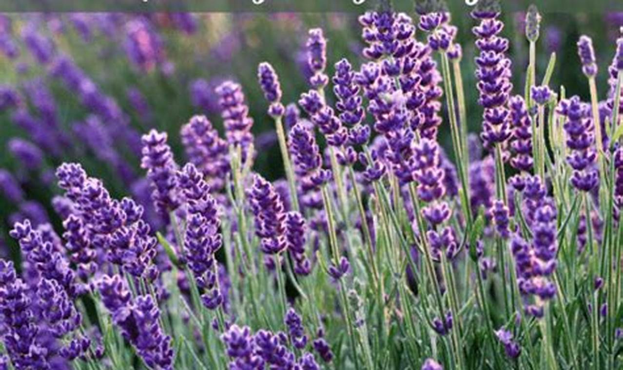 Natural Herbal Remedies for Pregnancy Anxiety Relief The Ultimate Herbal Remedies Guide: Natural Healing for a Healthier Life Natural Herbal Remedies for Pregnancy Anxiety Relief | The Ultimate Herbal Remedies Guide: Natural Healing for a Healthier Life