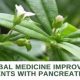 Natural Herbal Remedies for Pancreatic Cancer Relief | The Ultimate Herbal Remedies Guide: Natural Healing for a Healthier Life