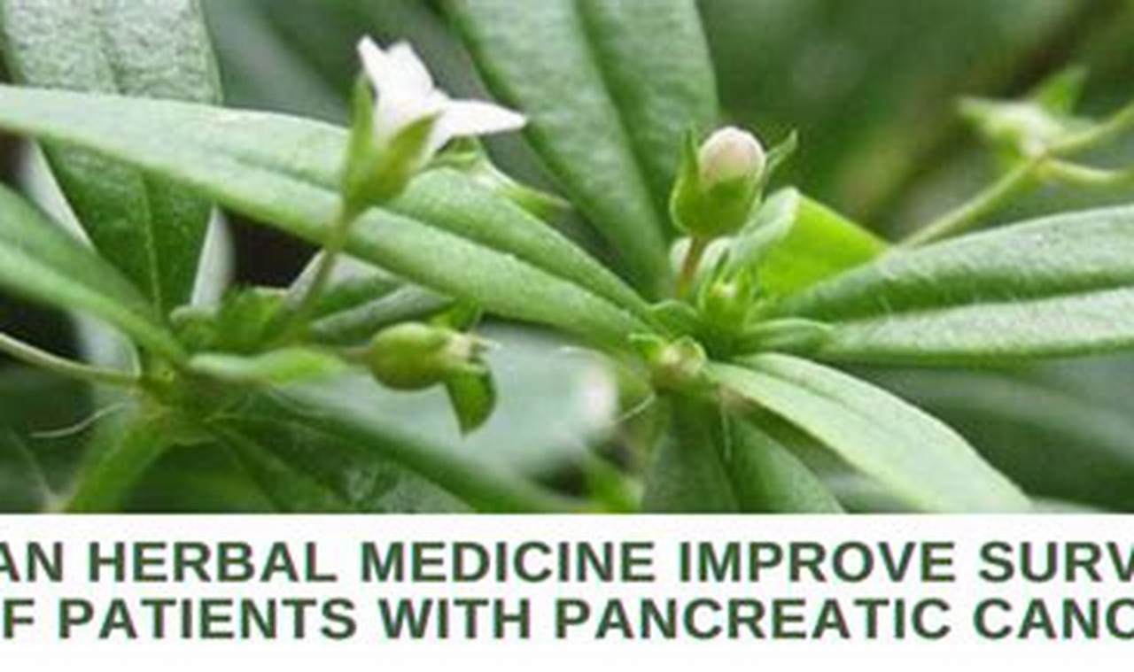 Natural Herbal Remedies for Pancreatic Cancer Relief The Ultimate Herbal Remedies Guide: Natural Healing for a Healthier Life Natural Herbal Remedies for Pancreatic Cancer Relief | The Ultimate Herbal Remedies Guide: Natural Healing for a Healthier Life