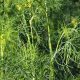 Grow Amazing Dill: Uses &amp; Benefits of This Herbal Plant | The Ultimate Herbal Remedies Guide: Natural Healing for a Healthier Life
