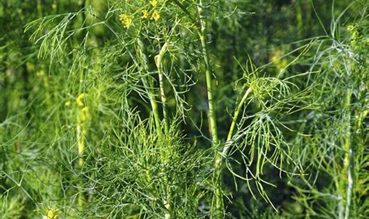 Grow Amazing Dill: Uses & Benefits of This Herbal Plant The Ultimate Herbal Remedies Guide: Natural Healing for a Healthier Life Grow Amazing Dill: Uses & Benefits of This Herbal Plant | The Ultimate Herbal Remedies Guide: Natural Healing for a Healthier Life