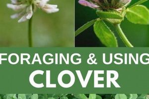 Unlock Clover Herbal Uses: Benefits &amp; Remedies | The Ultimate Herbal Remedies Guide: Natural Healing for a Healthier Life