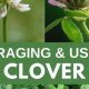 Unlock Clover Herbal Uses: Benefits &amp; Remedies | The Ultimate Herbal Remedies Guide: Natural Healing for a Healthier Life