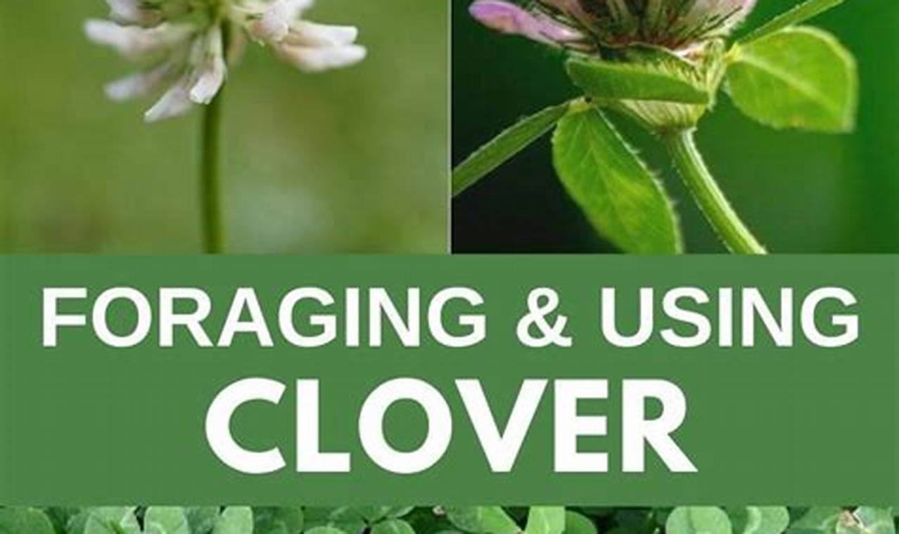 Unlock Clover Herbal Uses: Benefits &amp; Remedies | The Ultimate Herbal Remedies Guide: Natural Healing for a Healthier Life