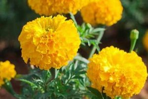 Natural Marigold Herbal Uses: Benefits & Remedies | The Ultimate Herbal Remedies Guide: Natural Healing for a Healthier Life