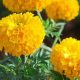 Natural Marigold Herbal Uses: Benefits & Remedies | The Ultimate Herbal Remedies Guide: Natural Healing for a Healthier Life