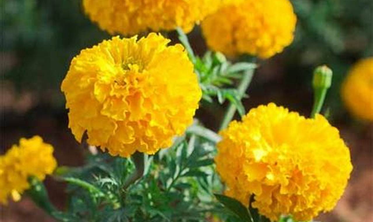 Natural Marigold Herbal Uses: Benefits & Remedies The Ultimate Herbal Remedies Guide: Natural Healing for a Healthier Life Natural Marigold Herbal Uses: Benefits & Remedies | The Ultimate Herbal Remedies Guide: Natural Healing for a Healthier Life