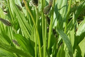 Natural Herbal Plantain: Uses & Benefits The Ultimate Herbal Remedies Guide: Natural Healing for a Healthier Life Natural Herbal Plantain: Uses & Benefits | The Ultimate Herbal Remedies Guide: Natural Healing for a Healthier Life