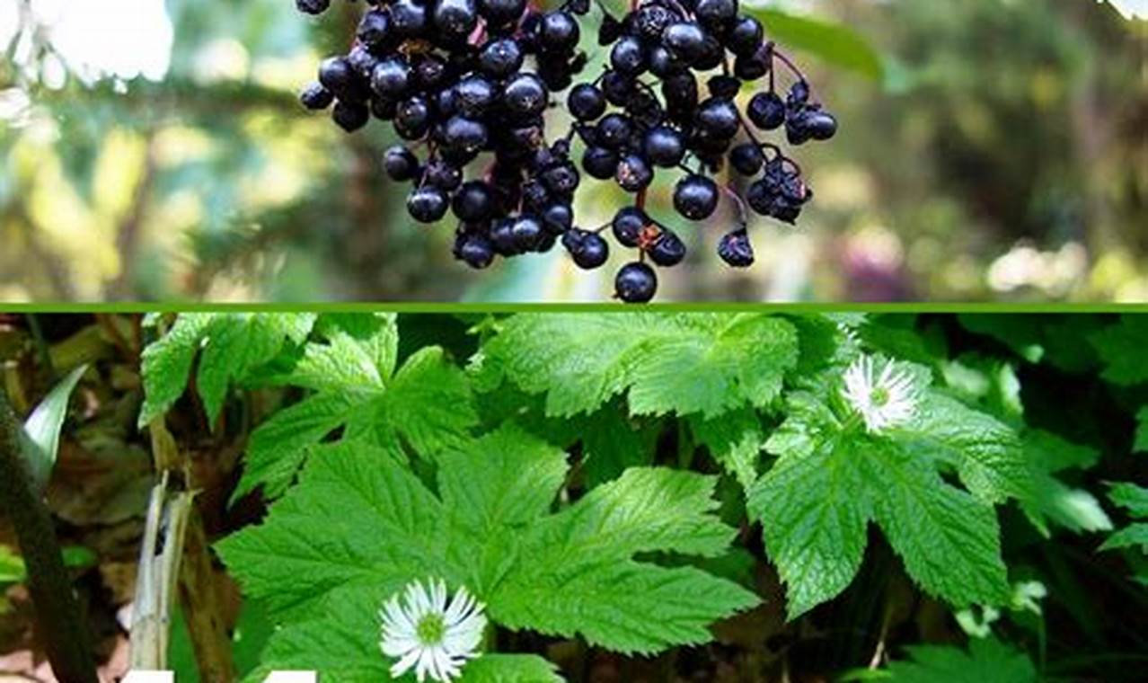 Natural Herbal Alternatives: Your Plant-Based Guide The Ultimate Herbal Remedies Guide: Natural Healing for a Healthier Life Natural Herbal Alternatives: Your Plant-Based Guide | The Ultimate Herbal Remedies Guide: Natural Healing for a Healthier Life