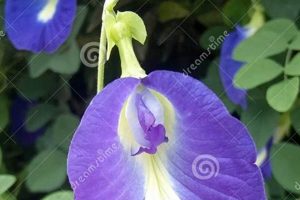 Benefits of Herbal Flowers: Your Guide to Natural Wellness | The Ultimate Herbal Remedies Guide: Natural Healing for a Healthier Life