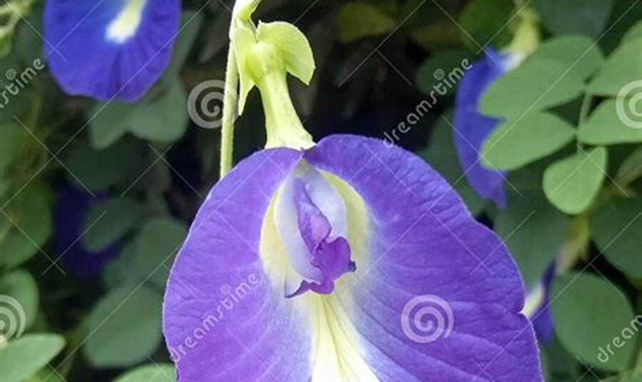 Benefits of Herbal Flowers: Your Guide to Natural Wellness The Ultimate Herbal Remedies Guide: Natural Healing for a Healthier Life Benefits of Herbal Flowers: Your Guide to Natural Wellness | The Ultimate Herbal Remedies Guide: Natural Healing for a Healthier Life