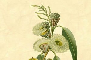 Natural Eucalyptus Herbal Uses & Benefits [Guide] | The Ultimate Herbal Remedies Guide: Natural Healing for a Healthier Life