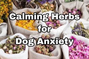 Natural Herbal Treatment for Dog Anxiety Relief | The Ultimate Herbal Remedies Guide: Natural Healing for a Healthier Life