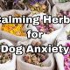 Natural Herbal Treatment for Dog Anxiety Relief | The Ultimate Herbal Remedies Guide: Natural Healing for a Healthier Life