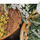 Best Herbalism Courses: Your Herbal Journey Starts Here! | The Ultimate Herbal Remedies Guide: Natural Healing for a Healthier Life