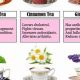 Ultimate Herbal Tea List Guide: Benefits &amp; Recipes | The Ultimate Herbal Remedies Guide: Natural Healing for a Healthier Life