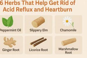 Can Herbal Tea Cause Acid Reflux? Triggers & Relief | The Ultimate Herbal Remedies Guide: Natural Healing for a Healthier Life