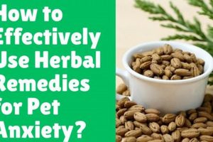 Natural Dog Herbal Remedies for Anxiety: Relief Now | The Ultimate Herbal Remedies Guide: Natural Healing for a Healthier Life