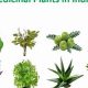 Ancient Herbals: Herbal Plants from India &amp; Benefits | The Ultimate Herbal Remedies Guide: Natural Healing for a Healthier Life
