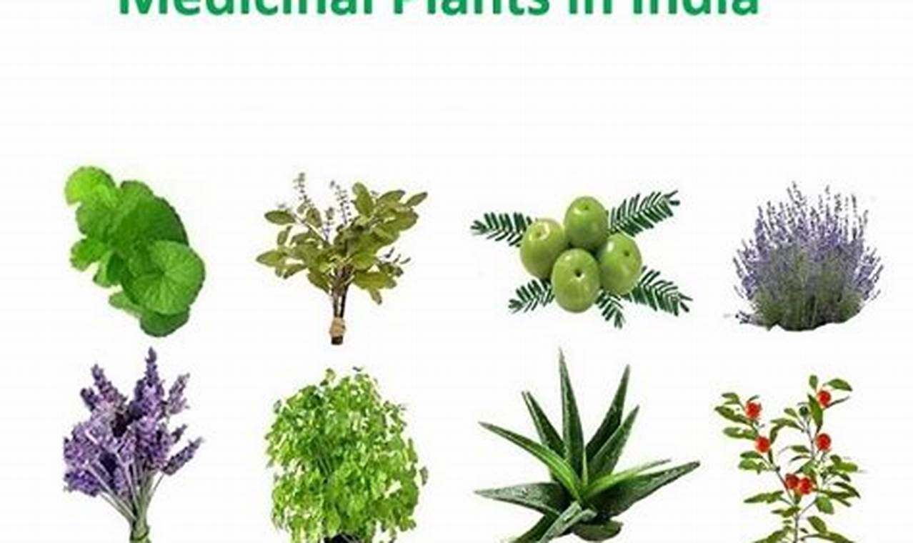 Ancient Herbals: Herbal Plants from India &amp; Benefits | The Ultimate Herbal Remedies Guide: Natural Healing for a Healthier Life