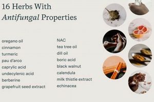 Natural Herbal Remedies for UTI Relief Today | The Ultimate Herbal Remedies Guide: Natural Healing for a Healthier Life