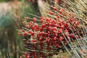 Natural Herbal Ephedra: Benefits & Risks Guide | The Ultimate Herbal Remedies Guide: Natural Healing for a Healthier Life