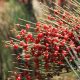 Natural Herbal Ephedra: Benefits & Risks Guide | The Ultimate Herbal Remedies Guide: Natural Healing for a Healthier Life