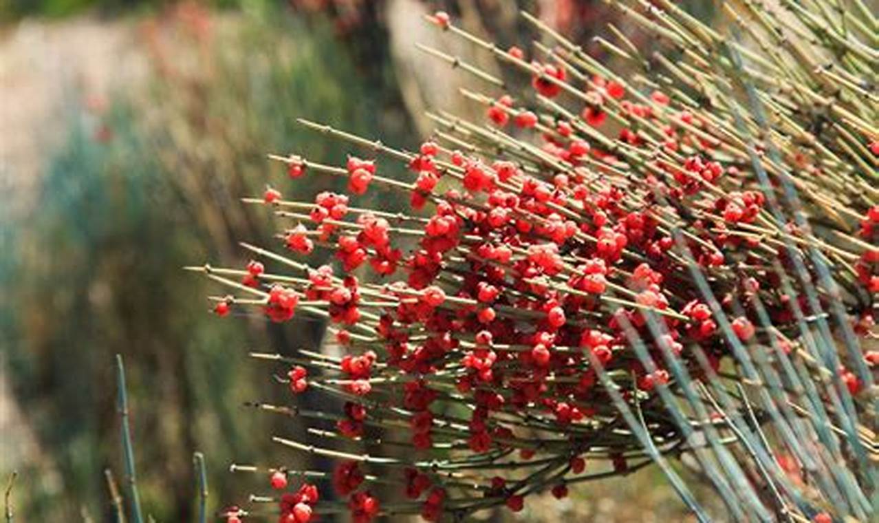 Natural Herbal Ephedra: Benefits & Risks Guide The Ultimate Herbal Remedies Guide: Natural Healing for a Healthier Life Natural Herbal Ephedra: Benefits & Risks Guide | The Ultimate Herbal Remedies Guide: Natural Healing for a Healthier Life