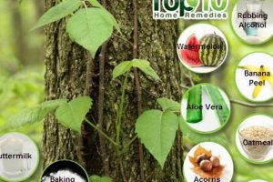 Fast Relief: Herbal Remedy for Poison Ivy - Naturally! | The Ultimate Herbal Remedies Guide: Natural Healing for a Healthier Life