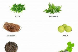 Natural Herbal Remedy for Gastritis Relief Today | The Ultimate Herbal Remedies Guide: Natural Healing for a Healthier Life
