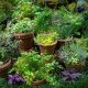 Best Herbal Garden Plants: Grow Your Own Herbs! | The Ultimate Herbal Remedies Guide: Natural Healing for a Healthier Life