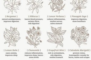 Easy Herbal Tea Garden Plan: Grow Your Own Blend! The Ultimate Herbal Remedies Guide: Natural Healing for a Healthier Life Easy Herbal Tea Garden Plan: Grow Your Own Blend! | The Ultimate Herbal Remedies Guide: Natural Healing for a Healthier Life