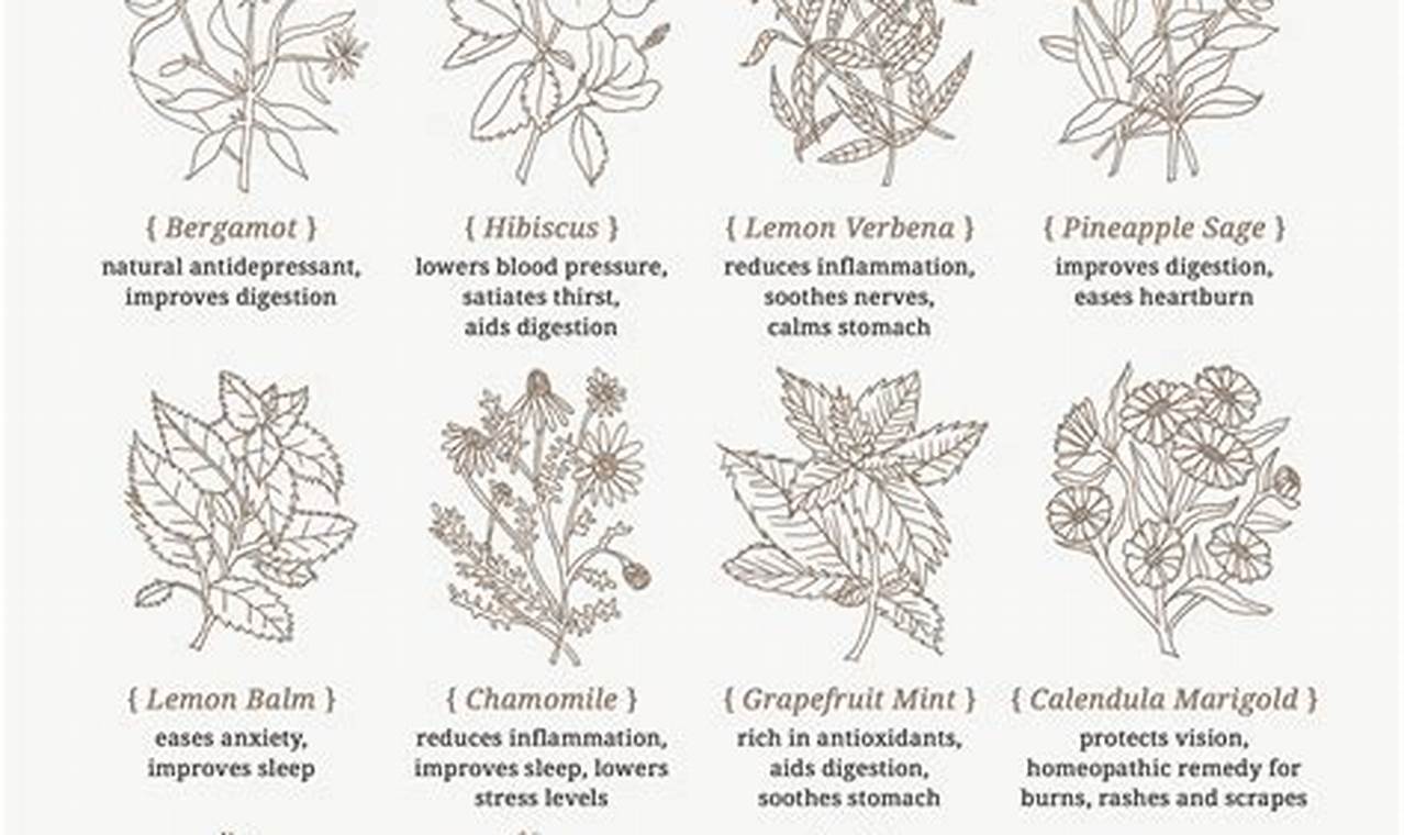 Easy Herbal Tea Garden Plan: Grow Your Own Blend! The Ultimate Herbal Remedies Guide: Natural Healing for a Healthier Life Easy Herbal Tea Garden Plan: Grow Your Own Blend! | The Ultimate Herbal Remedies Guide: Natural Healing for a Healthier Life