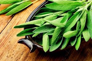 Benefits of Herbal Sage: Uses, Tips & More! The Ultimate Herbal Remedies Guide: Natural Healing for a Healthier Life Benefits of Herbal Sage: Uses, Tips & More! | The Ultimate Herbal Remedies Guide: Natural Healing for a Healthier Life