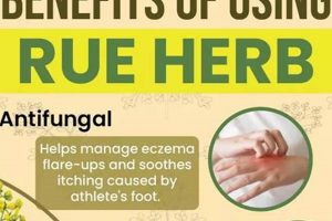 Rue Herbal Uses: Benefits &amp; Precautions Explored | The Ultimate Herbal Remedies Guide: Natural Healing for a Healthier Life