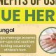 Rue Herbal Uses: Benefits &amp; Precautions Explored | The Ultimate Herbal Remedies Guide: Natural Healing for a Healthier Life