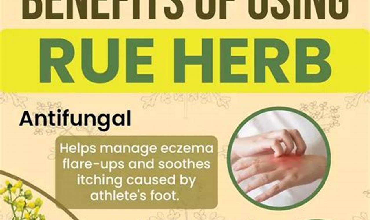 Rue Herbal Uses: Benefits & Precautions Explored The Ultimate Herbal Remedies Guide: Natural Healing for a Healthier Life Rue Herbal Uses: Benefits & Precautions Explored | The Ultimate Herbal Remedies Guide: Natural Healing for a Healthier Life