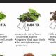 The Ultimate Herbal Teas List: Benefits & Brews | The Ultimate Herbal Remedies Guide: Natural Healing for a Healthier Life