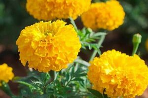 Natural Marigold Herbal Plant: Uses & Benefits | The Ultimate Herbal Remedies Guide: Natural Healing for a Healthier Life