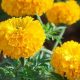 Natural Marigold Herbal Plant: Uses & Benefits | The Ultimate Herbal Remedies Guide: Natural Healing for a Healthier Life