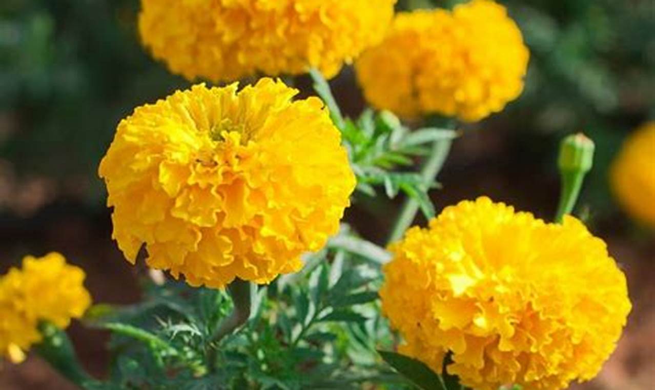 Natural Marigold Herbal Plant: Uses & Benefits The Ultimate Herbal Remedies Guide: Natural Healing for a Healthier Life Natural Marigold Herbal Plant: Uses & Benefits | The Ultimate Herbal Remedies Guide: Natural Healing for a Healthier Life
